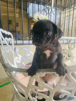 animales y mascotas - pug macho 7