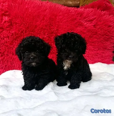 animales y mascotas - poodle miniatura ambos sexos  5
