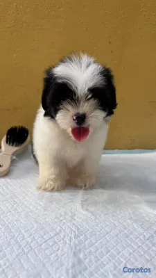 animales y mascotas - Especial de cachorro shipoo ambos sexo en santo do 4