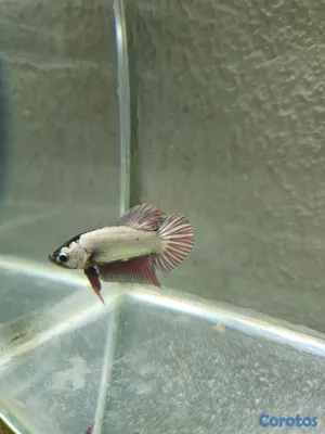 animales y mascotas - bettas de los mejores 4
