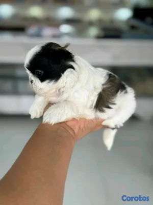 animales y mascotas - hermosos cachorritos shitzu mini 4
