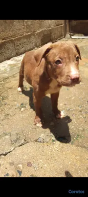 animales y mascotas - Cachorros pitbulls red nose disponibles a buen precio negociables. 7