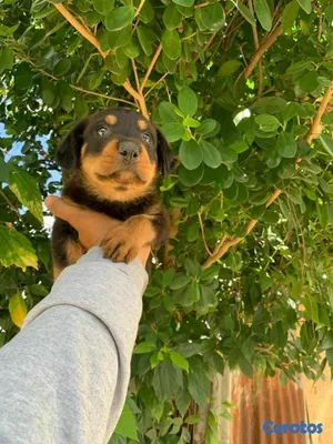 animales y mascotas - Hermosos cachorritos de Rottwailer  3