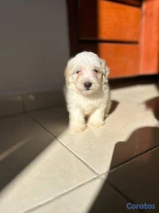 Especial de cachorro maltipoo macho en santo domin