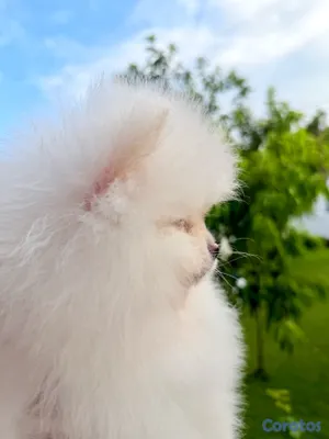 animales y mascotas - VEAS POMS | POMERANIA DE CALIDAD EN REPÚBLICA DOMINICANA 3