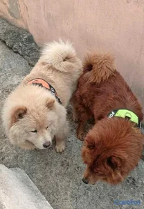 ventas de cachorros chow chow disponibles 
