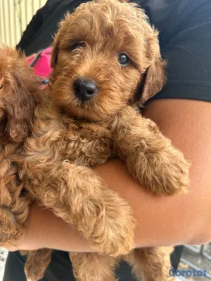 animales y mascotas - OFERTA CACHORRO MINI GOLDENDOODLE MACHO EN UBICADO 3