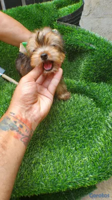 animales y mascotas - yorkie machito exotico para ti  2