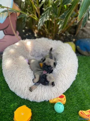 animales y mascotas - Cachorros Pugs
-Macho y Hembra 6