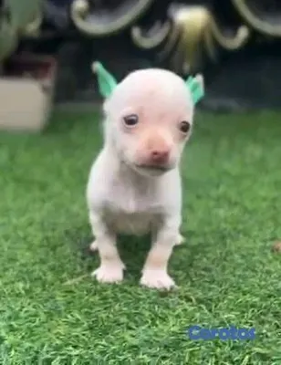 animales y mascotas - hermosos cachorritos de Chihuahua  4