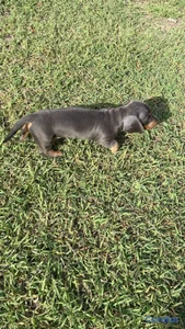 OFERTA CACHORRO SALCHICHA MACHO UBICADO EN SANTO D