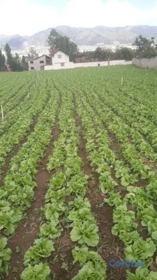 solares y terrenos - Solar de 2425 metros cuadros en Constanza. 4