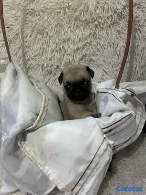 animales y mascotas - Pug  5