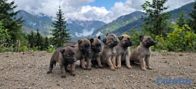 Espectaculares Cachorros Belga Malinois
