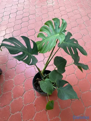 cursos y clases - Aprende a cuidar tus plantitas 3