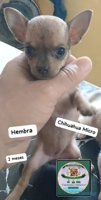animales y mascotas - Chihuahua Mini/Toy/Micro 2