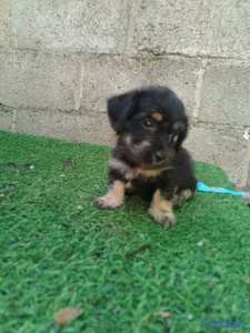 Cachorrito Chipoo Macho 