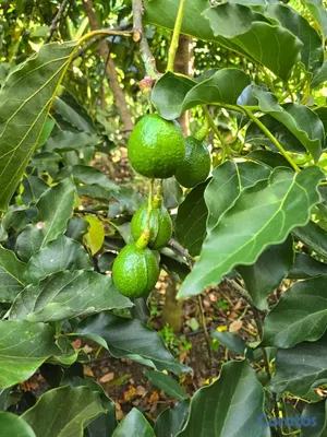solares y terrenos - Terreno 98 tareas en Bani, Sembrada de aguacate  2