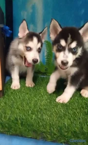 OFERTA CACHORRO HUSKY MACHO UBICADO EN SANTO DOMIN
