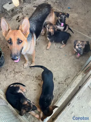 animales y mascotas - CACHORRAS PASTOR ALEMÁN – 2 MESES | VACUNADAS Y DESPARASITADAS 7