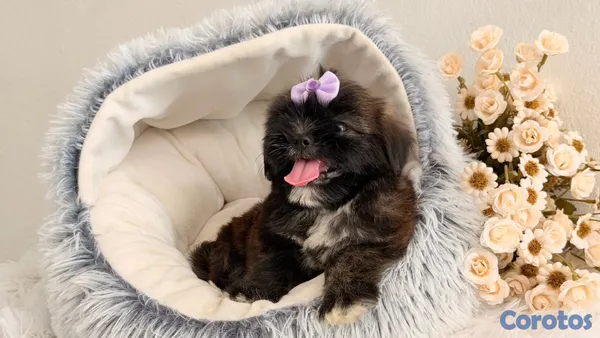 animales y mascotas - Shihtzu dos meses Ambos Sexos  11