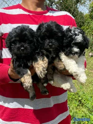 animales y mascotas - hermosos cachorritos de shipoo  8