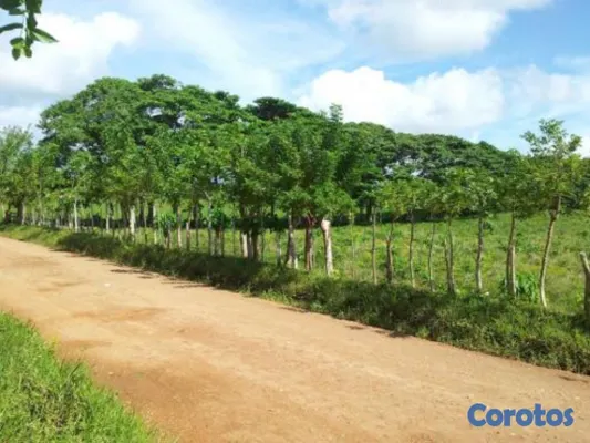 solares y terrenos - Finca en higue en el cerro 1356 mts2 tareas ID 883 3