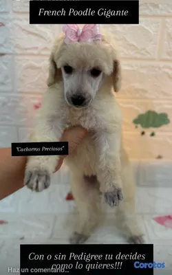 animales y mascotas - French Poodle Gigante y Goldendoodle de oportunidad!!! 5