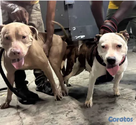 animales y mascotas - Pitbull Terrier  13