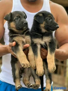 hermosos Cachorros de pastor alemán 