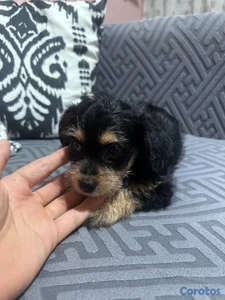 Cachorro Yorshire Terrier (Yorkie) - HEMBRA
