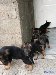 hermosos Cachorros de pastor alemán 