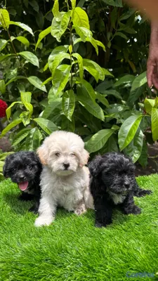 animales y mascotas - Maltipoo 6