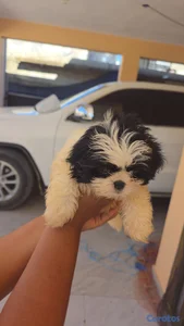 hermosas cachorras Shih Tzu