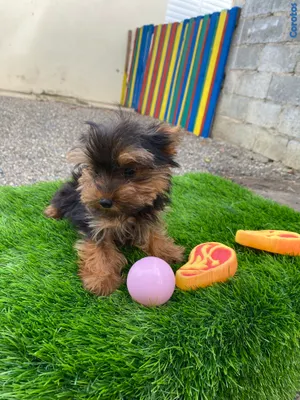 animales y mascotas - yorkie mini 4