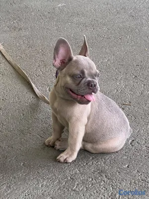 animales y mascotas - Bulldog Frances Toy  7