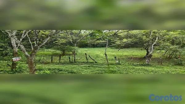 solares y terrenos - 🌿 ¡OPORTUNIDAD DE TERRENO EN BONAO, PRÓXIMO AL RÍO MASIPEDRO! 8