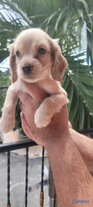 OFERTA CACHORRO COCKER SPANIEL MACHO UBICADO EN SANTO DOMINGO Y 