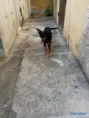 animales y mascotas - Rottweiler mix con Doberman 4