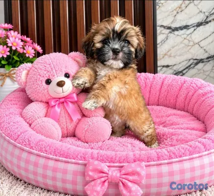 animales y mascotas - OFERTA CACHORRO SHIPOO HEMBRA  EN UBICADO EN SANTO 3