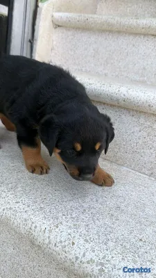 animales y mascotas - hermosos Cachorros de Rottwailer  6