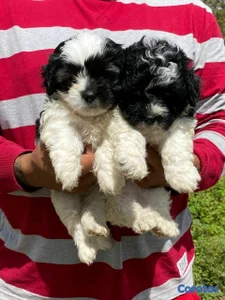 hermosos cachorritos de shipoo 
