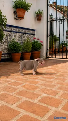 animales y mascotas - hermosos cachorrito Buldog inglés  3