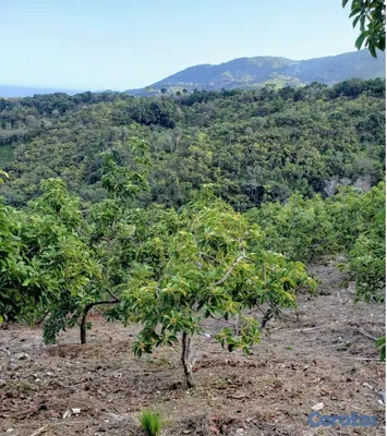 solares y terrenos - Vendo Finca de AGUACATE en Paraíso, BARAHONA, 255, 5