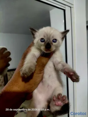 animales y mascotas - Gato siames 16 mil cada uno 3