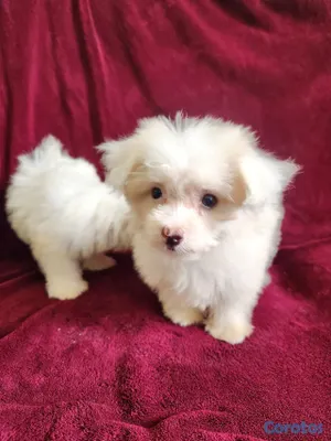 animales y mascotas - CACHORRAS MALTÉS DISPONIBLES 3