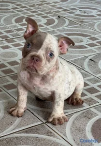 OFERTA CACHORRO AMERICAN BULLY POCKET HEMBRA UBICA