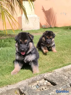 animales y mascotas - hermosos cachorritos de pastor alemán  3