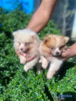 animales y mascotas - Cachorros Pomerania 🤍🐶🐾
Macho y hembra 3
