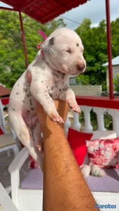 hermosos cachorritos dalmata 